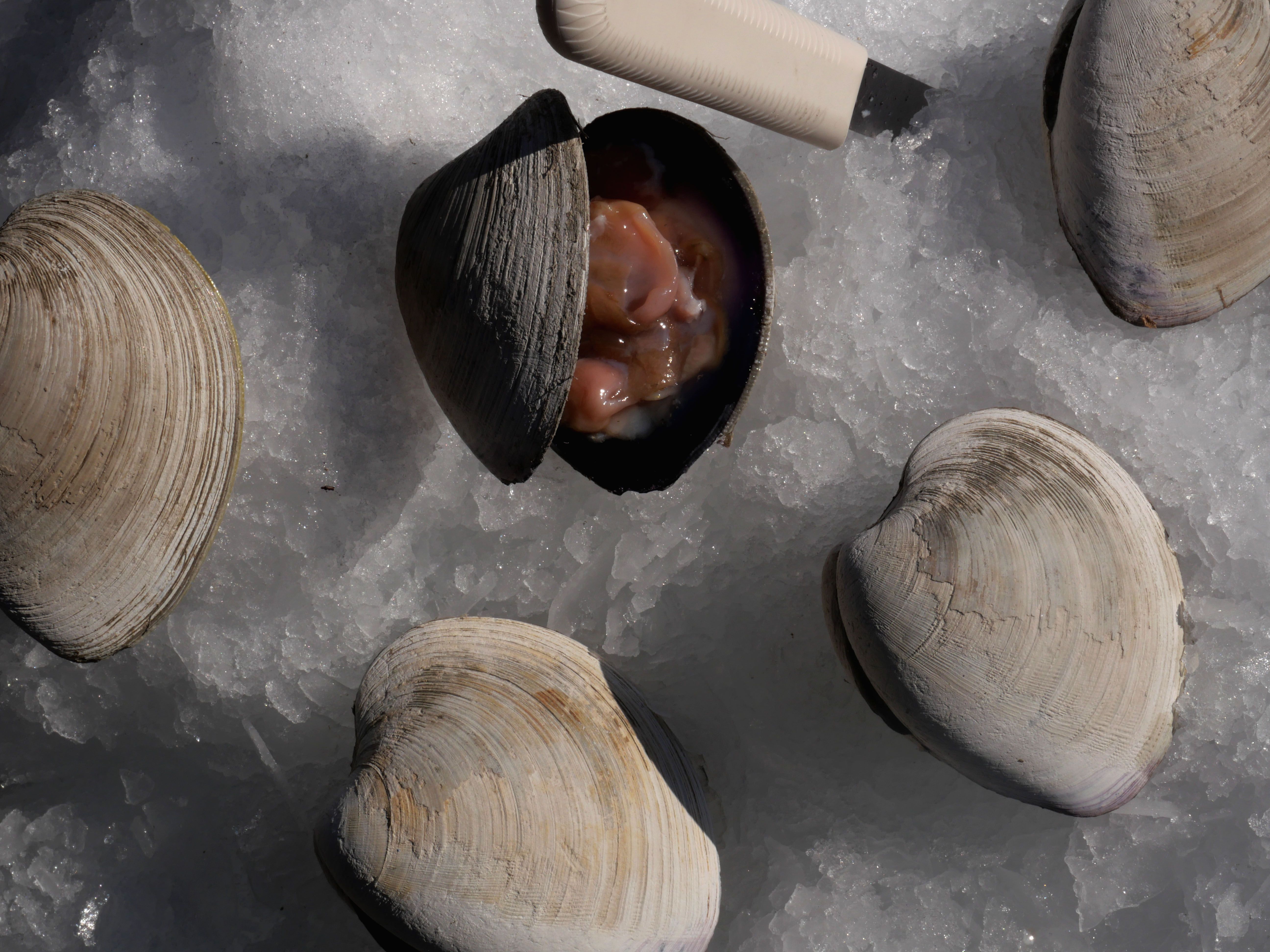 Our Oysters | Fresh, Sustainably Harvested Oysters from Sherwood